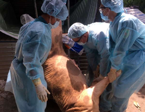 Ki&ecirc;n Giang: Tỉnh thứ 4 của ĐBSCL ph&aacute;t hiện dịch tả lợn ch&acirc;u Phi