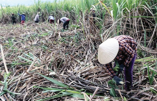 Hàng tồn đầy kho: DN &#039;&#039;chạy ăn từng bữa&#039;&#039;, nông dân bỏ đất đi làm thuê