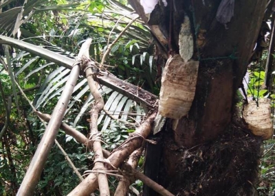 Quảng Trị: Một người tử vong khi v&agrave;o rừng lấy rượu đo&aacute;c