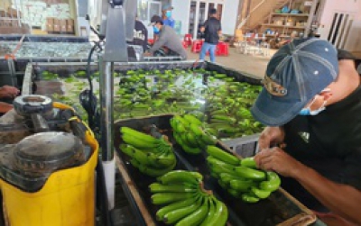 Sau sầu riêng, đâu là loại trái cây tỉ đô mới của Việt Nam?