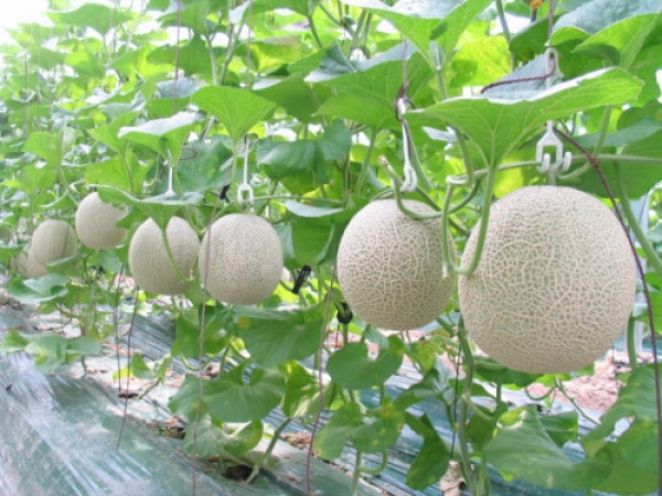 Dưa lưới - Loại nông sản có tiềm năng lớn ở An Giang