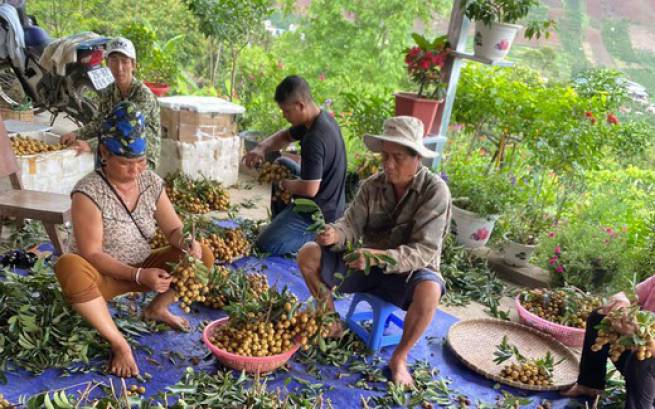 Gi&aacute; nh&atilde;n Sơn La tăng kỷ lục l&ecirc;n hơn 50 ng&agrave;n đồng/kg