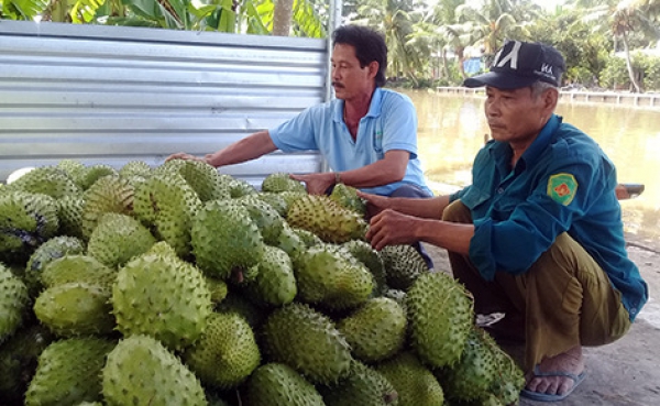 Tìm đầu ra ổn định cho mãng cầu xiêm