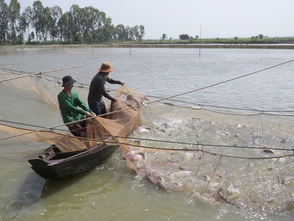 Đồng Tháp, An Giang đề nghị hỗ trợ kinh phí đầu tư Dự án Liên kết sản xuất cá tra giống chất lượng cao
