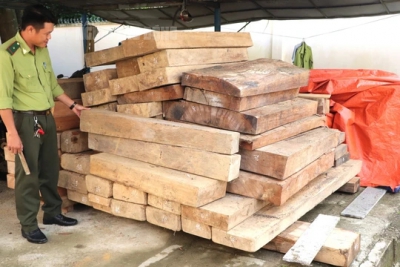 Gỗ lậu trên đất trưởng phòng nội vụ ở Quảng Nam: Phạt người anh trai 37,5 triệu đồng