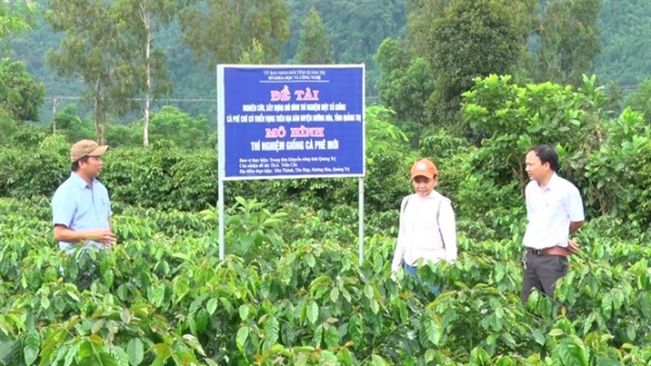 Thí nghiệm một số giống cà phê chè có triển vọng