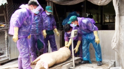 An Giang c&ocirc;ng bố dịch tả heo Ch&acirc;u Phi