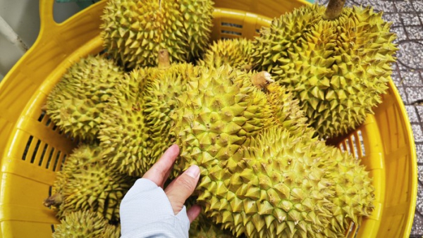 Ph&oacute; Thủ tướng y&ecirc;u cầu l&agrave;m r&otilde; tr&aacute;ch nhiệm để gi&aacute;n đoạn kiểm nghiệm sầu ri&ecirc;ng