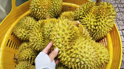 Phó Thủ tướng yêu cầu làm rõ trách nhiệm để gián đoạn kiểm nghiệm sầu riêng