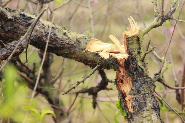 Một chủ vườn đ&agrave;o diện t&igrave;nh nghi trong vụ ph&aacute; hoại đ&agrave;o Tết tiền tỉ bất ngờ tự tử