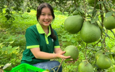 Một HTX ở Bình Dương được Hà Lan đặt hàng 100 tấn bưởi mỗi tháng