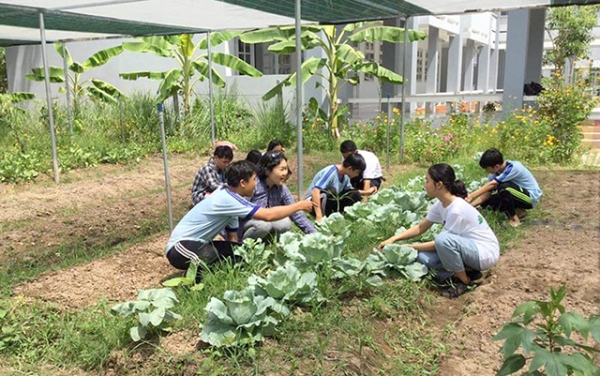 Sản xuất nông nghiệp hữu cơ - nền tảng phát triển nông nghiệp bền vững