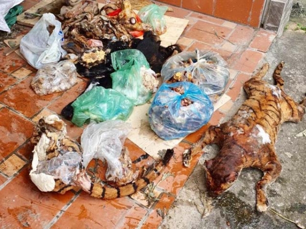 Thu giữ h&agrave;ng trăm kg động vật v&agrave; xương động vật qu&yacute; hiếm