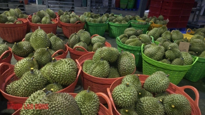 Diễn biến mới vụ hàng ngàn container sầu riêng ùn ứ