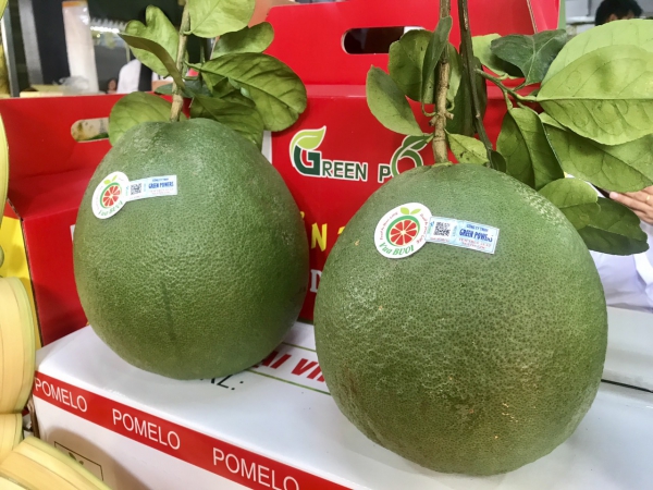 Quả bưởi Việt Nam vượt kiểm định khắt khe về chất lượng, chính thức tiến vào Chile