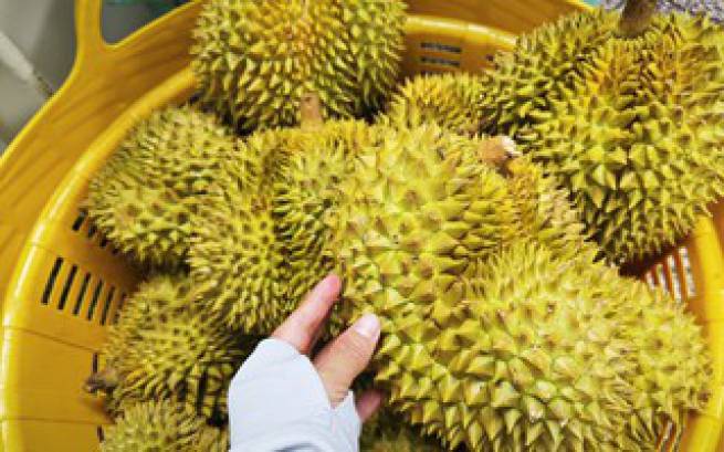 Bộ N&ocirc;ng nghiệp v&agrave; M&ocirc;i trường n&oacute;i g&igrave; về vụ &aacute;n li&ecirc;n quan xuất khẩu sầu ri&ecirc;ng?