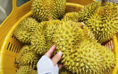 Bộ Nông nghiệp và Môi trường nói gì về vụ án liên quan xuất khẩu sầu riêng?