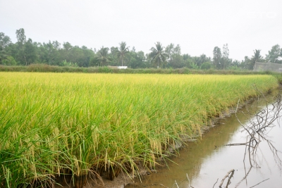 Tôm càng xanh – Tiềm năng và khó khăn