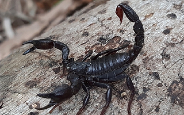 Thuốc ung thư đột ph&aacute; từ nọc độc bọ cạp?