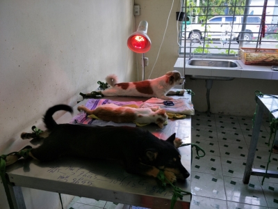 Nhiều người miền T&acirc;y mất ngủ v&igrave; ch&oacute; cưng lăn ra chết h&agrave;ng loạt