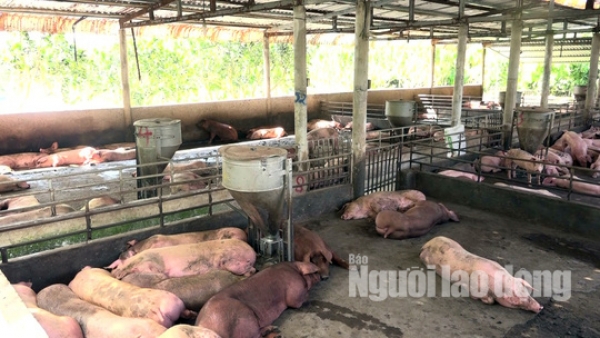 Lại ph&aacute;t hiện th&ecirc;m ổ dịch tả heo ch&acirc;u Phi ở Hậu Giang