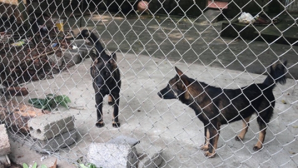 Để ch&oacute; cắn chết người, bị xử l&yacute; sao?