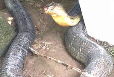 Đ&atilde; c&oacute; phương &aacute;n xử l&yacute; cặp rắn hổ m&acirc;y "khủng" ở An Giang