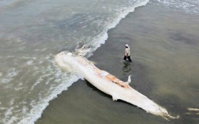 X&aacute;c c&aacute; voi d&agrave;i gần 10 m dạt v&agrave;o bờ biển