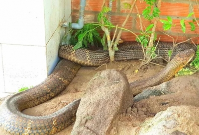 Vẫn chưa xử l&yacute; được cặp rắn hổ m&acirc;y "khủng" ở An Giang