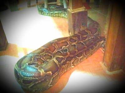 An Giang lại xuất hiện trăn "khủng" b&ograve; v&agrave;o ch&ugrave;a