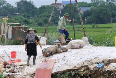 Phó Thủ tướng chủ trì hội nghị toàn quốc phòng, chống dịch tả heo châu Phi