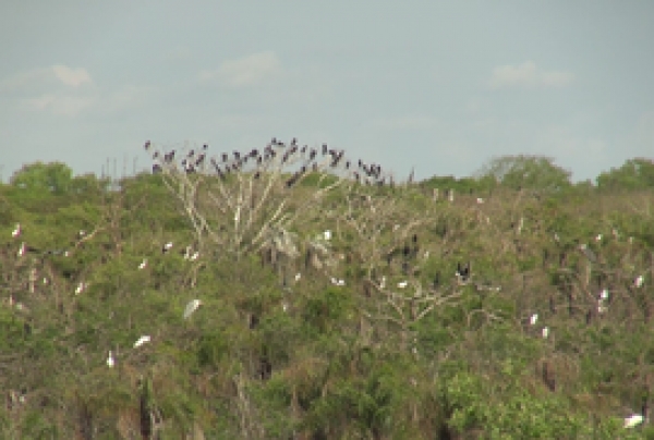 Gần 200 con c&ograve; nhạn c&oacute; sải c&aacute;nh hơn 1m bất ngờ xuất hiện tại Bạc Li&ecirc;u