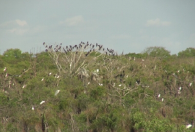 Gần 200 con c&ograve; nhạn c&oacute; sải c&aacute;nh hơn 1m bất ngờ xuất hiện tại Bạc Li&ecirc;u