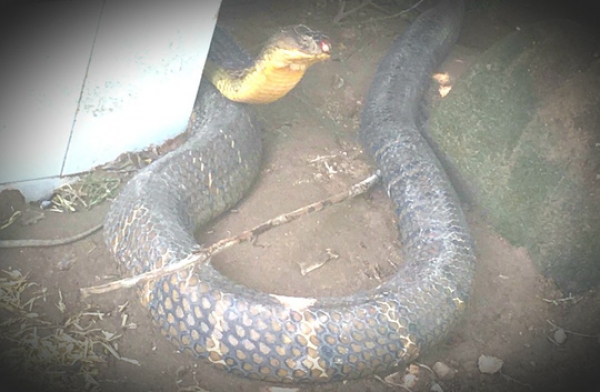 Th&ocirc;ng tin bất ngờ vụ bắt được cặp rắn hổ m&acirc;y "khủng" dưới ch&acirc;n n&uacute;i Cấm