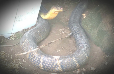 Th&ocirc;ng tin bất ngờ vụ bắt được cặp rắn hổ m&acirc;y "khủng" dưới ch&acirc;n n&uacute;i Cấm