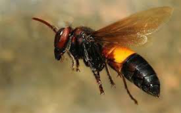 Ba em nhỏ bị ong tấn công, một bé tử vong thương tâm