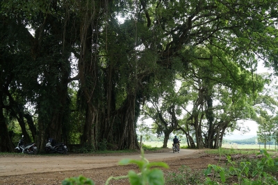 Chuyện &iacute;t biết về c&acirc;y sanh 800 tuổi trong phim Ma l&agrave;ng: Vụ trộm ly kỳ