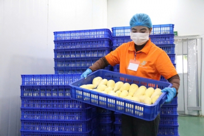 Xuất khẩu sầu riêng đông lạnh có thể đạt 300 triệu USD