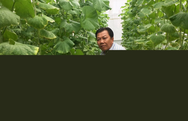Ứng dụng công nghệ cao trồng dưa lưới