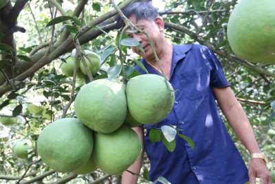 Đặc sản bưởi đường lá cam tại “làng thông minh” đầu tiên của Bình Dương