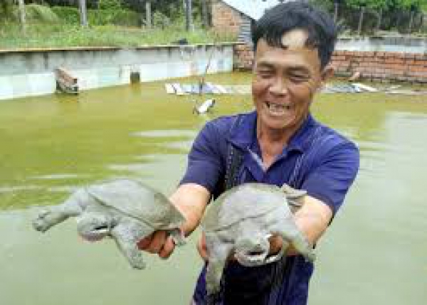 Thu bạc tỷ từ con “chân vịt, thịt gà, da trâu, đầu rắn”