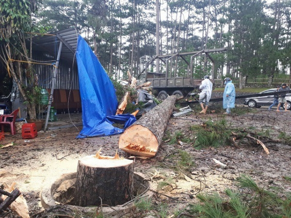 S&eacute;t đ&aacute;nh g&atilde;y c&acirc;y th&ocirc;ng cao gần 20 m&eacute;t l&agrave;m hư hỏng một nh&agrave; tạm