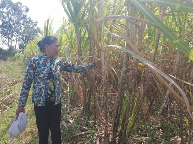 N&ocirc;ng d&acirc;n kh&ocirc;ng mặn m&agrave; với m&iacute;a