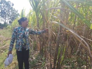 N&ocirc;ng d&acirc;n kh&ocirc;ng mặn m&agrave; với m&iacute;a