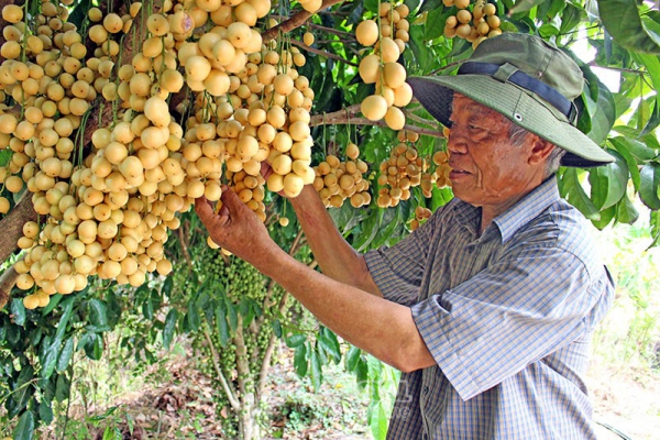 Vườn dâu &#039;&#039;nhớ khách&#039;&#039;