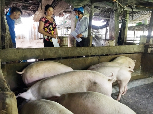 Ph&ograve;ng, chống dịch tả heo Ch&acirc;u Phi theo đặc th&ugrave; khu vực T&acirc;y Nam Bộ