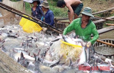Nỗ lực đưa ngành cá tra phát triển mạnh trở lại