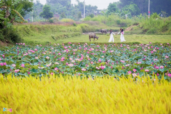 Mùa sen trên đất Quảng