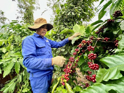 Cà phê Việt Nam “lên hương”.