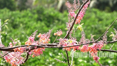 Về miền Tây ngắm vẻ đẹp dung dị của bông và trái ô môi